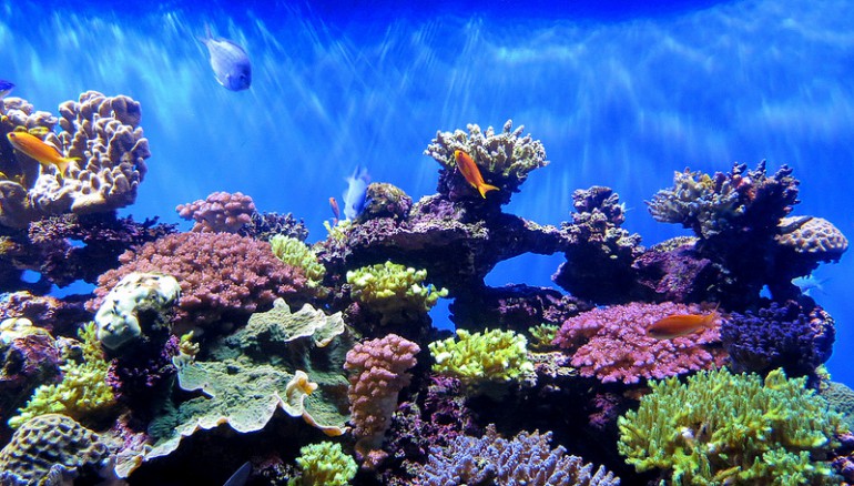 Wielka Rafa Koralowa nie będzie wpisana do Światowego Dziedzictwa UNESCO