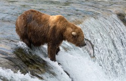 Na żywo niedźwiedzie brunatne łowią pstrągi na Alasce