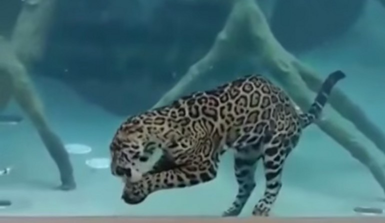 Jaguar nurkuje na ponad 30 sekund