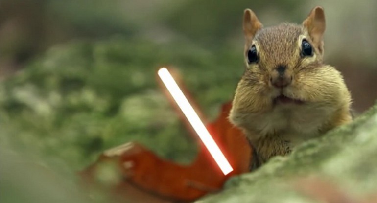 Wiewiórki Jedi i walka na laserowe miecze 