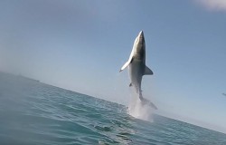 Niesamowity skok żarłacza białego - rekina. Całkowicie nad wodą.