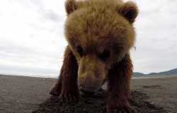 Niedźwiedź Grizzly i kamera