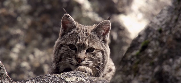 Lynx i jej kociaki w Yosemite