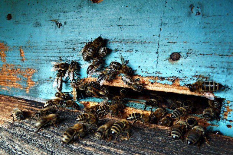 Olbrzymie wymieranie pszczół - w ciągu roku aż 44 procent.