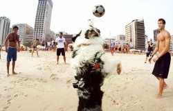 Niesamowity pies grający w piłkę na plaży 